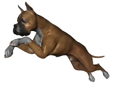 Boxer dog Stock Illustration