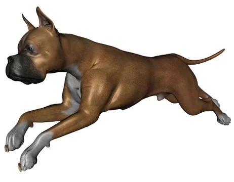 Boxer dog Stock Illustration