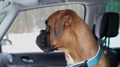Boxer dog inside the car. Stock Footage 102180732