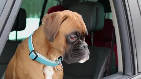 Boxer dog inside the car. Stock Footage 102188139