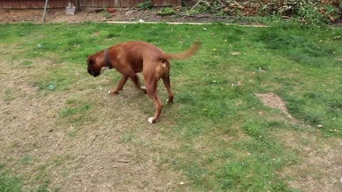 Boxer dog jumping up to catch bubbles Video stock 136749601
