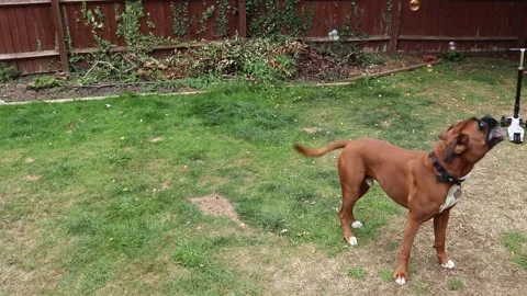 Boxer dog jumping up to catch bubbles Video stock 136749616