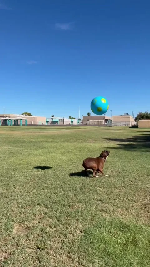 Boxer Dog Keeps Ball in the Air, Las Vegas, Nevada, USA Stock Footage 346854651
