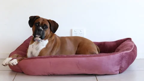 Boxer Dog Laying in Bed Stock Footage 202806357