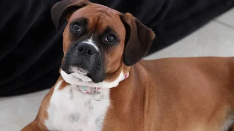 Boxer dog laying down and tilts its head to show it is listening and curious Stock Footage 152053946
