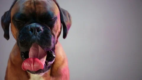 Boxer dog  looking at camera and licking lips. Video stock 117546309