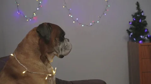 Boxer dog looking at the christmas tree. 스톡 동영상 82301784