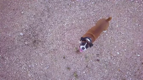 Boxer dog looking at drone Stock Footage 133723258