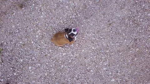 Boxer dog looking at drone Stock Footage 133723259