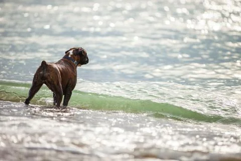 Boxer dog looking at sea while standing in shallow water Stock Photos