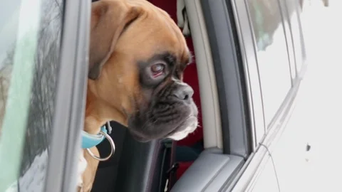 Boxer dog looking through window. Vídeo Stock 102188030