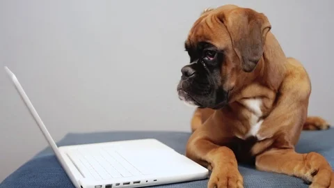 Boxer dog lying down on the couch next to the  laptop. Stock Footage 99428004