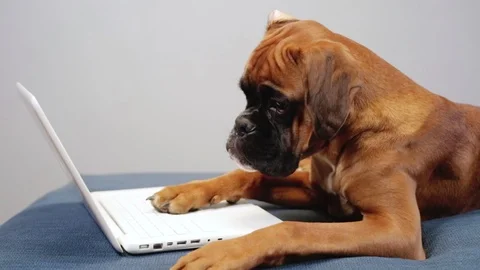 Boxer dog lying down on the couch next to the  laptop. Stock-Footage 99428100
