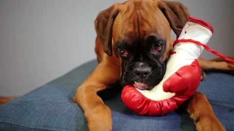 Boxer dog lying down on the couch and playing with red boxing gloves. Video stock 99626031