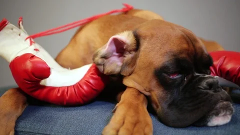 Boxer dog lying down on the couch  with red boxing gloves. Stock Footage 99662236