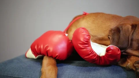 Boxer dog lying down on the couch with red boxing gloves. Stock Footage 99662281