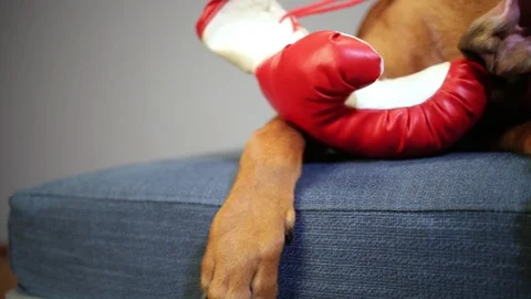 Boxer dog lying down on the couch with red boxing gloves. Stock Footage 99663282