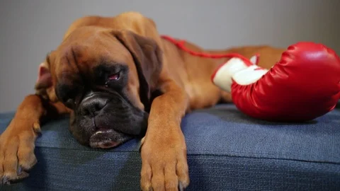 Boxer dog lying down on the couch with red boxing gloves. Stock Footage 99663293