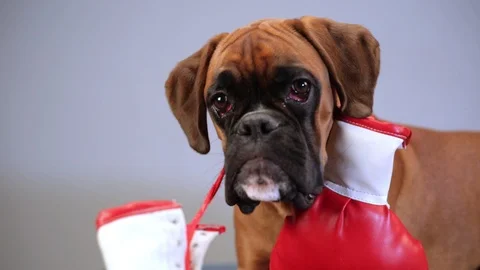 Boxer dog lying down on the couch and playing with red boxing gloves. Video stock 99663710