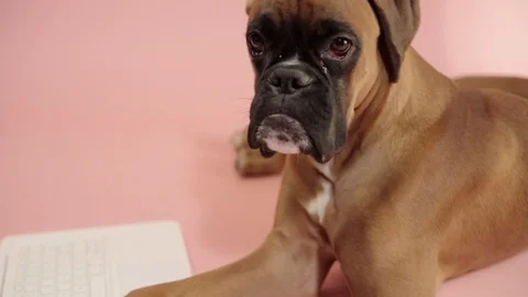 Boxer dog lying down on the couch next to the  laptop. 스톡 동영상 102025023