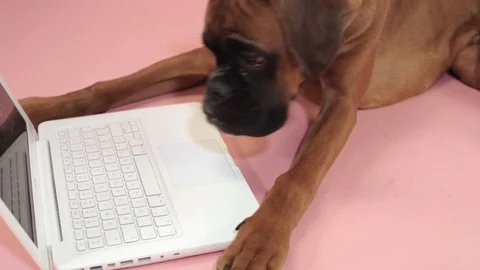 Boxer dog lying down on the couch next to the  laptop. Stock Footage 102025180
