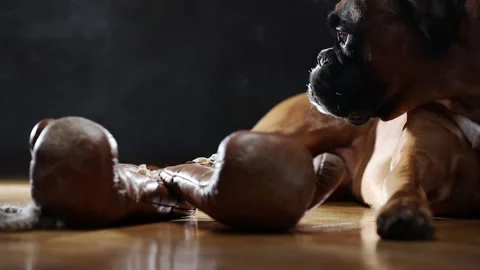 Boxer dog lying down on the floor and playing with brown vintage boxing gloves. Stock Footage 166648273