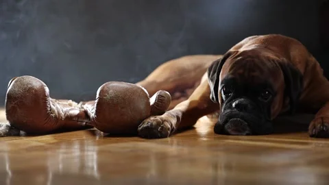 Boxer dog lying down on the floor and playing with brown vintage boxing gloves. Vídeo Stock 166648308