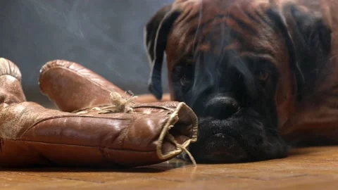 Boxer dog lying down on the floor and playing with brown vintage boxing gloves. Stock Footage 166665885