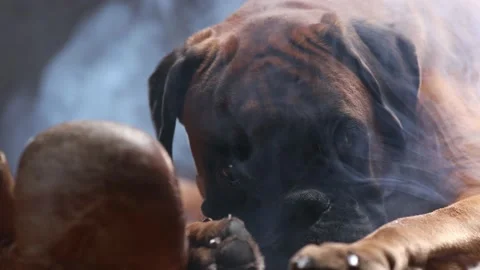 Boxer dog lying down on the floor and playing with brown vintage boxing gloves. Stock Footage 166666217