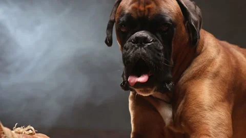 Boxer dog lying down on the floor and playing with brown vintage boxing gloves. Stock Footage 166668035