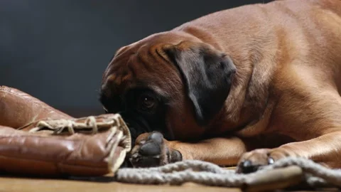 Boxer dog lying down on the floor and playing with brown vintage boxing gloves. Stock Footage 166668147