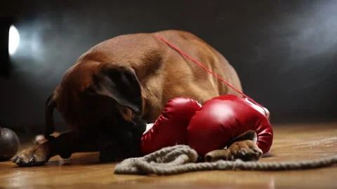Boxer dog lying down on the floor and playing with red boxing gloves. Stock Footage 166854752