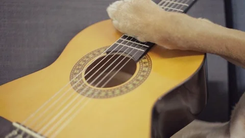 Boxer dog lying down at the sofa and holding guitar. Video stock 90669533