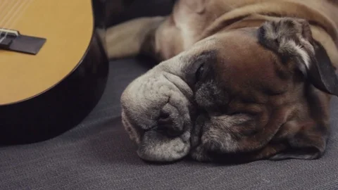 Boxer dog lying down at the sofa and holding guitar. Stock-Footage 90669580