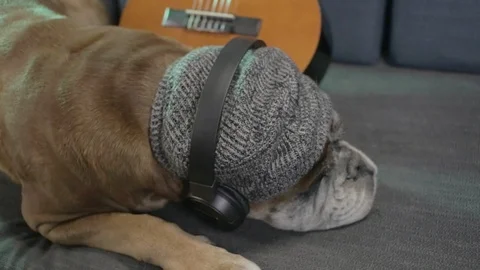 Boxer dog lying down at the sofa and listening music.. Stock-Footage 90762194