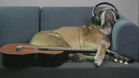 Boxer dog lying down at the sofa and holding guitar. Stock Footage 90762210