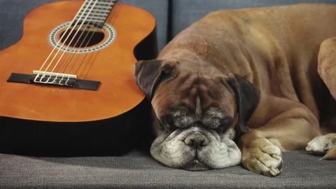 Boxer dog lying down at the sofa with guitar. Stock-Footage 90836849