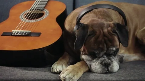 Boxer dog lying down at the sofa with guitar and listening music on headhones. Vídeo Stock 90836972