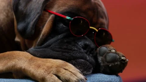 Boxer dog lying down on the sofa, wearing sunglasses. Stock Footage 157257313