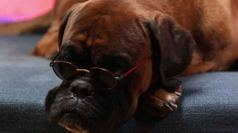 Boxer dog lying down on the sofa, wearing sunglasses. Stock-Footage 157257424