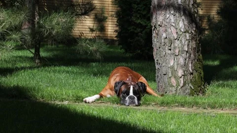 Boxer Dog Lying Under Tree Then Running on Grass Stock Footage 346250523
