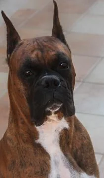 Boxer dog Stock Photos