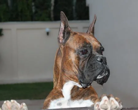 Boxer dog Stock Photos