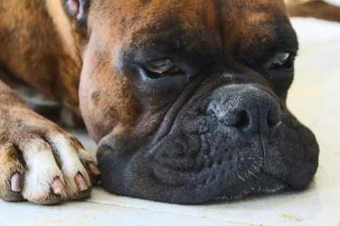 Boxer dog Stock Photos