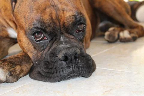 Boxer dog Stock Photos