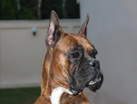 Boxer dog Stock Photos
