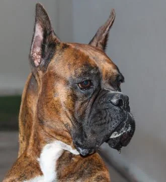 Boxer dog Stock Photos