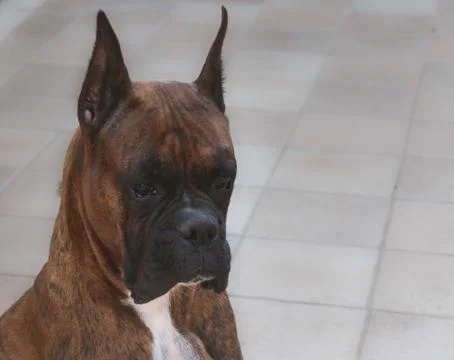 Boxer dog Stock Photos
