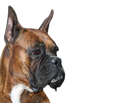Boxer Dog Stock Photos