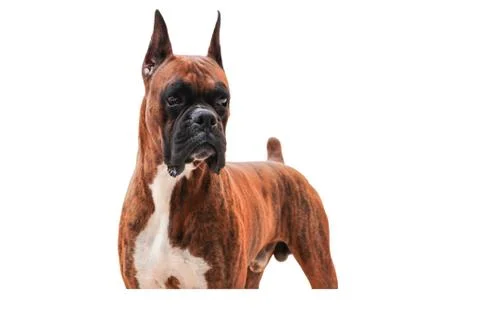 Boxer dog Foto stock